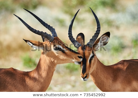 Сток-фото: Male Impala Aepyceros Melampus