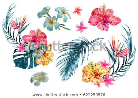 Foto stock: Tropical Flower