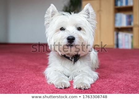 Stock foto: West Highland White Terrier On The White Studio Floor