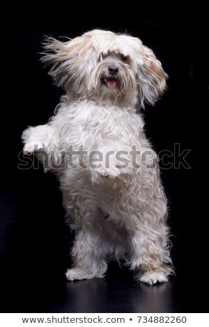 Zdjęcia stock: Lovely Long Hair Shi Tzu In A White Background