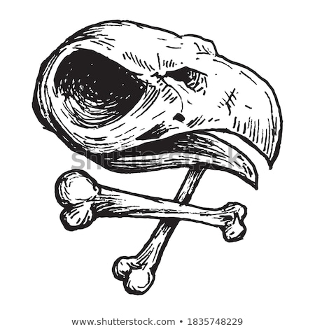Stok fotoğraf: Bird Skull Head Of Crow Skeleton Vector Illustration