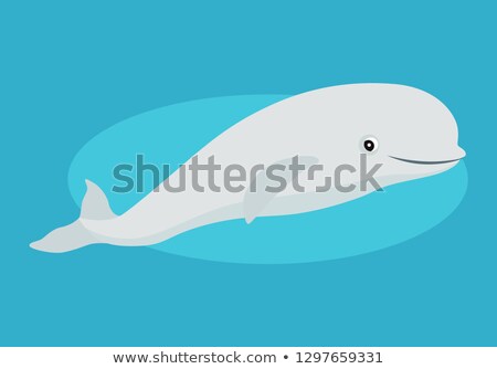 Сток-фото: Cute Beluga Whale Icon Funny White Arctic Cetacean Isolated On Blue Background Marine Mammal Vec