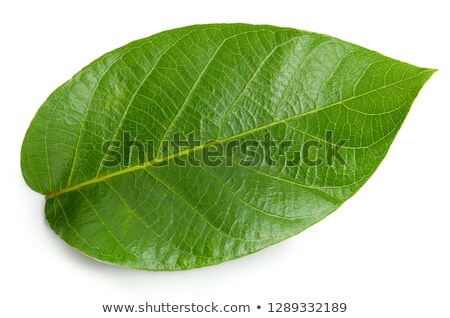 Stockfoto: Walnut Leaves Water