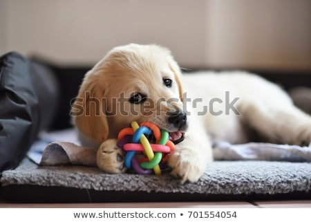 Stockfoto: Toy Dog