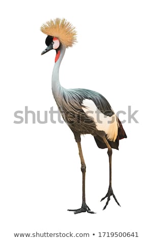Stock photo: Crowned Crane