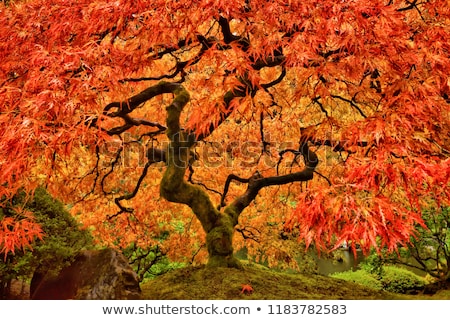 Сток-фото: Red Japanese Maple Tree In The Park