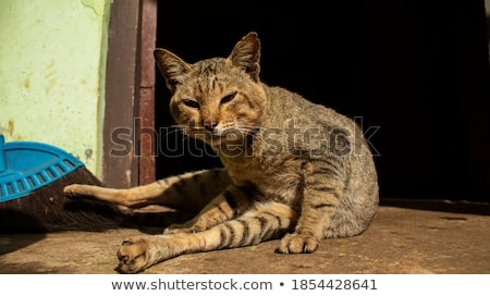 ストックフォト: Portrait Of The Attractive Lady Lying On Grey Fur