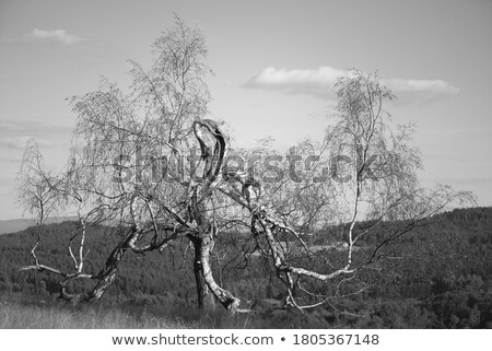 Stok fotoğraf: Trunk Of Old Birch