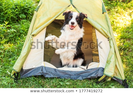 Foto stock: Travelling With Puppy
