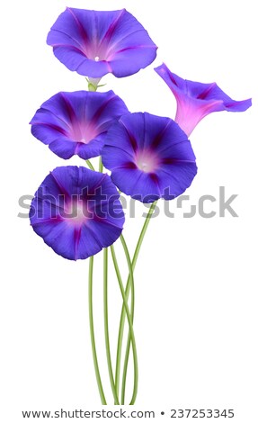 Stock photo: Purple Flowers Of Ipomea