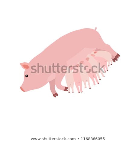 Сток-фото: Piglets Sucking