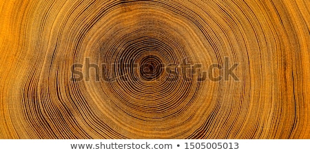 Foto stock: Trunk Of Tree