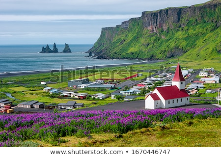 ストックフォト: Lupine And Moss On Iceland