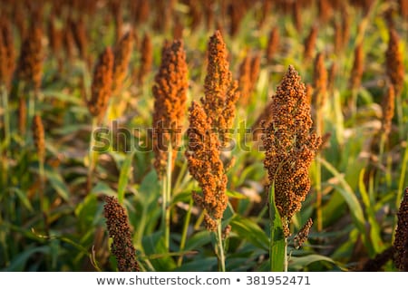 Stock foto: Cultivated Sorghum Field