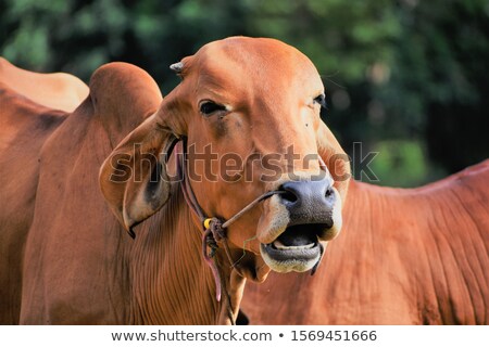 Stockfoto: Brahman Cattle Facial Closeup