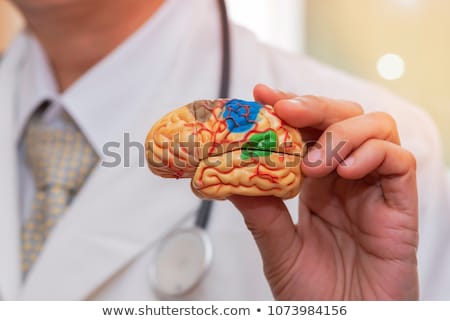 Foto stock: Human Hand Holding Human Brain Model