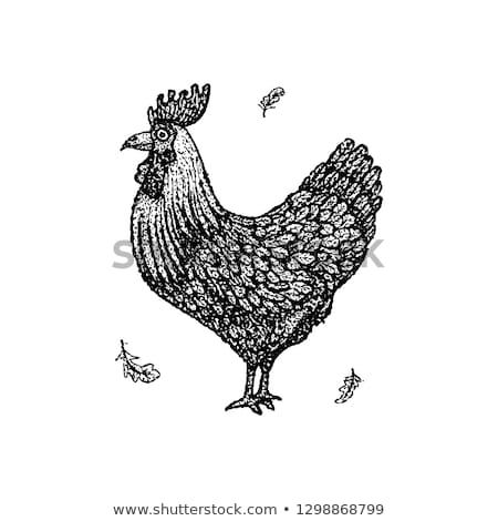 Stockfoto: Dotwork Chicken Rooster