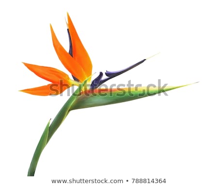 [[stock_photo]]: Bird Of Paradise Flower