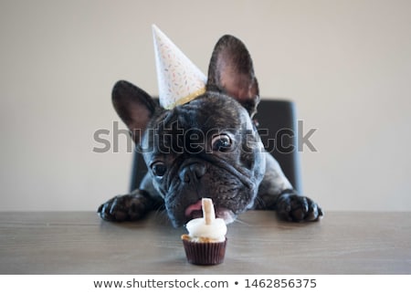 Stock foto: Birthday Dog Cupcake