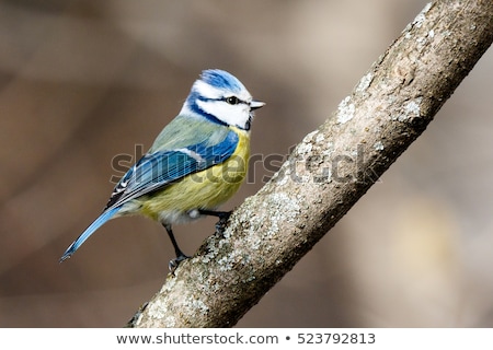 Stock fotó: Blue Tit Parus Caeruleus