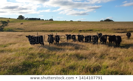 Imagine de stoc: The Herd Of Aberdeen Angus On Spring Meadow