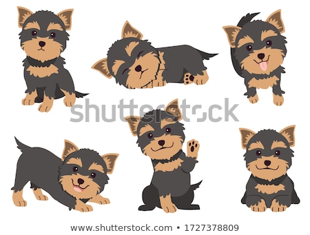 Foto stock: Young Yorkshire Terrier