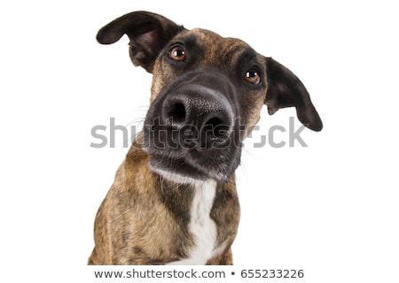 Foto d'archivio: Mixed Breed Funny Dog In A Photo Studio