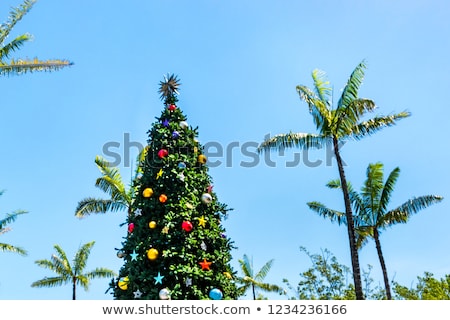 Stock fotó: Branch Of Palm Tree Covered In Snow