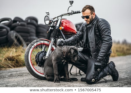 Stock foto: Dog On Motorbike