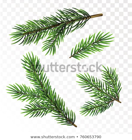 [[stock_photo]]: Lush Green Fir Pine Branch On Transparent Background