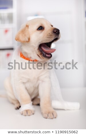 Stock photo: Cute Labrador Puppy Tangled Up In Bandage Used To Dress Its Woun