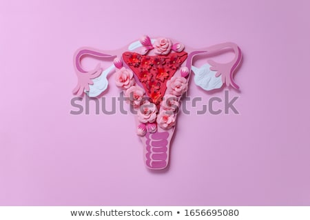 ストックフォト: Female Body And Reproductive Organs Beautiful Design