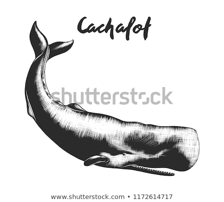 [[stock_photo]]: Hand Drawn Sperm Whale Vector Illustration In Sketch Style
