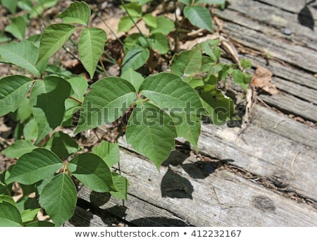 Stockfoto: Lots Of Poison Ivy