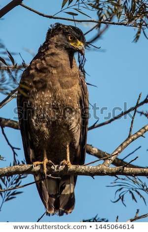 Stock photo: Serpent Eagle Crested Serpent Eagle Spilornis Cheela Sitting In The Branch With Wood Background