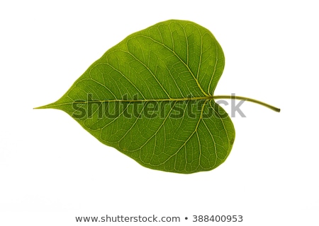 Stock photo: Bodhi Tree Leaf