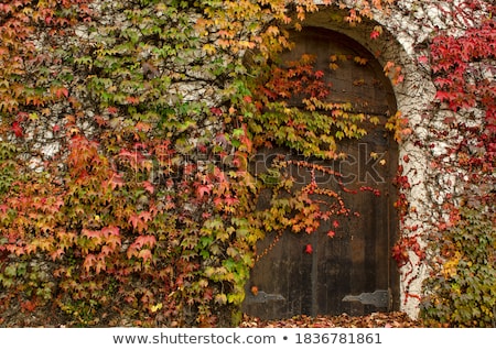 Сток-фото: Cellar Door