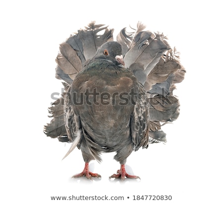 Purebred Pigeon [[stock_photo]] © cynoclub