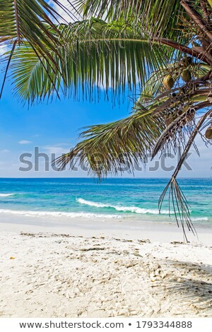 Foto stock: Coconut On A White Sand Tropical Beach Vertical Shot