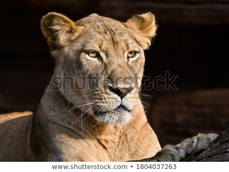 [[stock_photo]]: Lioness Portrait