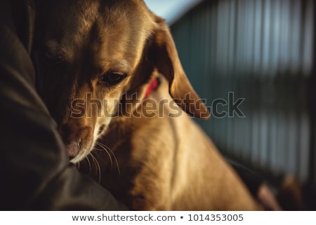 Сток-фото: Terrified Dog