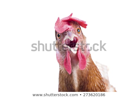 Zdjęcia stock: Surprised Funny Chicken