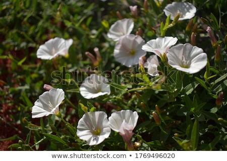 Stockfoto: Morning Glory Or Convolvulaceae Flowers Vintage