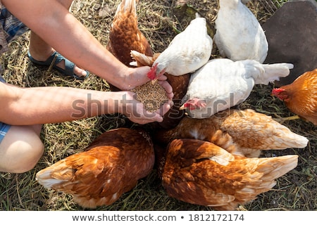 Stock photo: Farmer And Animals