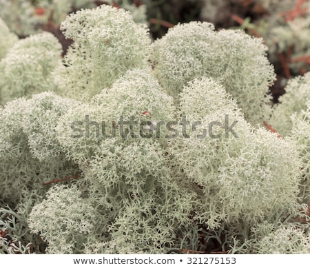 Stock fotó: White Reindeer Moss