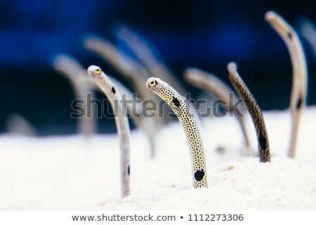 Stock fotó: Spotted Garden Eel