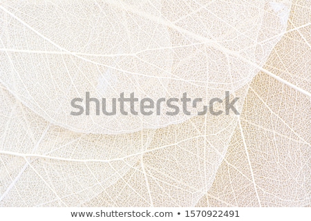 Stock photo: Transparent Leaves Background