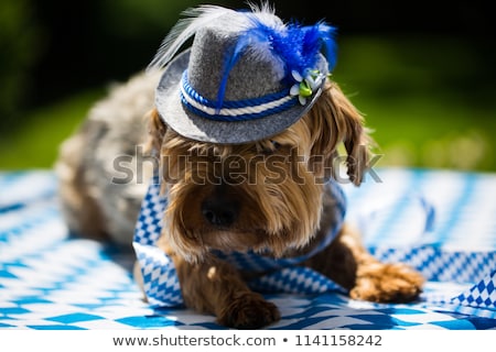 Stock foto: Oktoberfest Dog