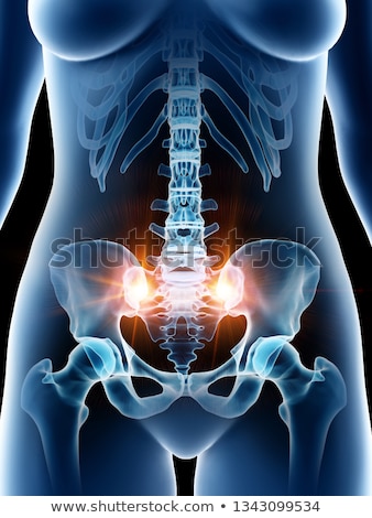 Stok fotoğraf: 3d Rendered Illustration - Hip Bone