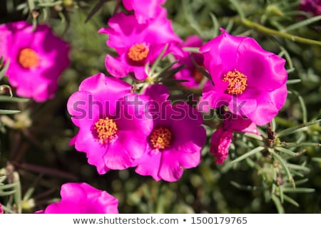 Stock photo: Portulaca Grandiflora